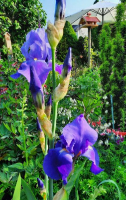blaue iris 2021.jpg