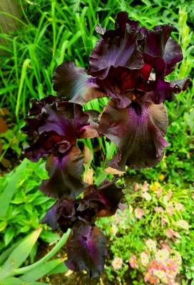 schwarzer iris 2021.jpg