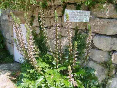 Acanthus.jpg
