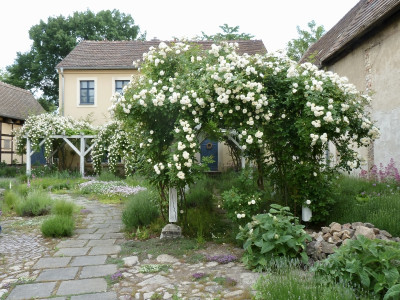 hofrosen.jpg