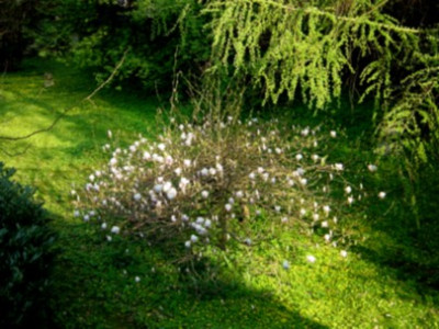 magnolie_09.jpg