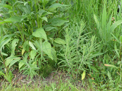 2021-06-10 Asclepias tuberosa.jpg