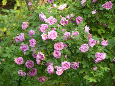 2021-06-10 Rose 'Wasagaming' 1.jpg