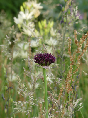 2021-06-10 Allium atropurpureum 1.jpg
