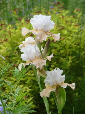 2021-06-10 Iris 'Champagne Elegance' 1.jpg
