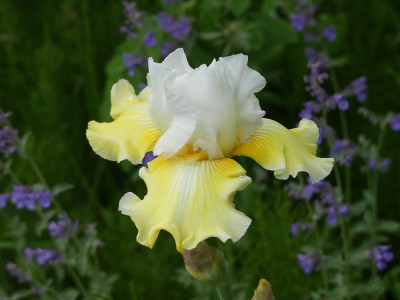 2021-06-10 Iris 'Citronnade' 1.jpg