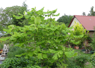 2021-06-10 Magnolia macrophylla 'Ashei' 1.jpg
