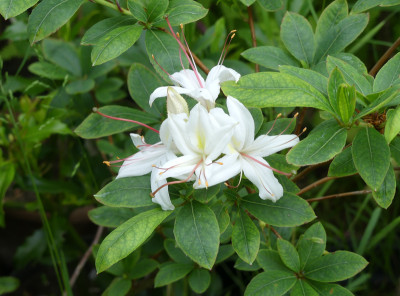 2021-06-10 Rhododendron arborescens.jpg