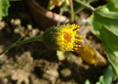 Senecio spec Chile.jpg