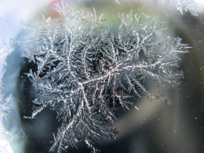 Eisblume_2008.jpg