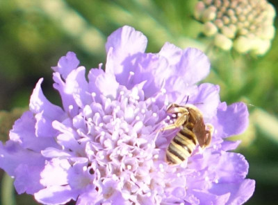 Halictus scabiosae 2021-06-11.jpg