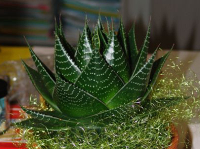 Aloe_aristata_oder_nicht..jpg
