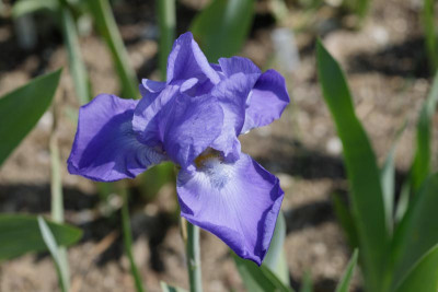 NN Blau 2021.jpg