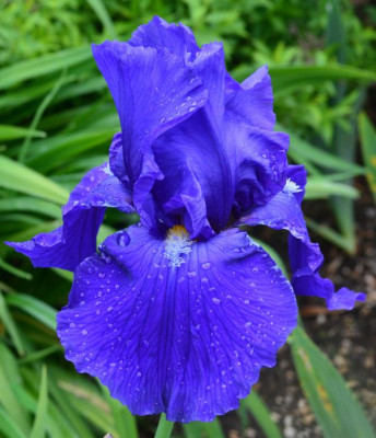 Bleu De Gien.jpg