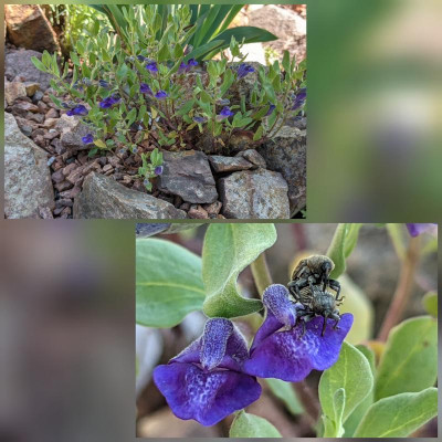 CollageMaker_20210611_155856315.jpg