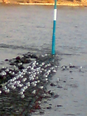 vogelformation_am_fluss.jpg
