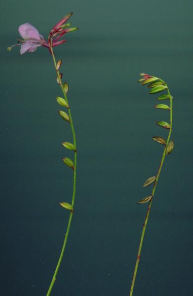 Gaura_Scan.jpg