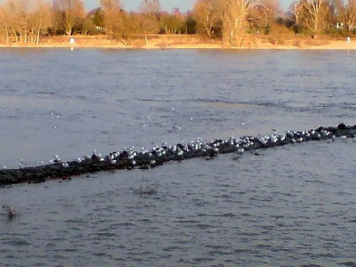 vogelformation_am_fluss2.jpg