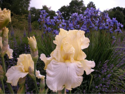 Iris.weiss-gelb.jpg