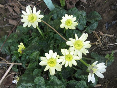 Ranunculus_ficaria_42435.jpg