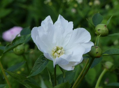 2021-06-11 Paeonia 'White Innocence'.jpg