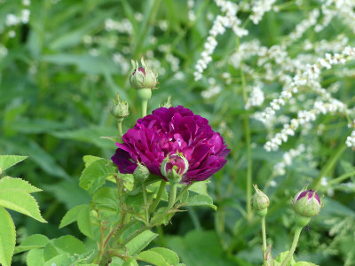 2021-06-11 Rose 'La Negresse'.jpg