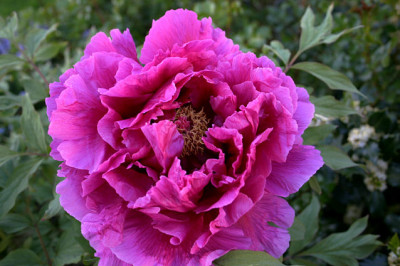 Strauchpaeonie0308.jpg