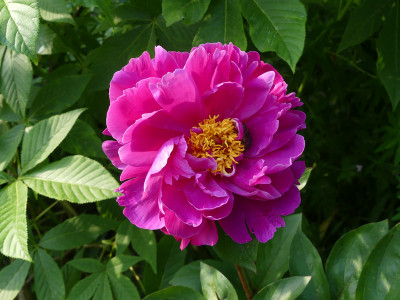 2021-06-11 Paeonia 'Uncle Tom'.jpg