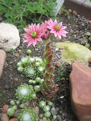 Sedum_welches_5449_r12.jpg