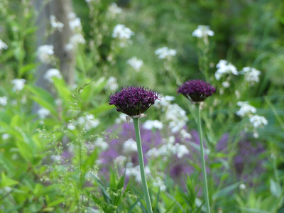 2021-06-11 Gartenimpressionen 1.jpg