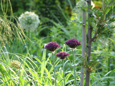 2021-06-11 Allium atropurpureum 2.jpg