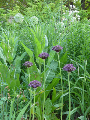 2021-06-11 Allium 'Firmament'.jpg