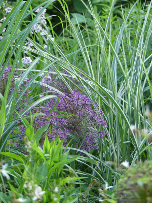 2021-06-11 Allium 'Purple Rain'.jpg
