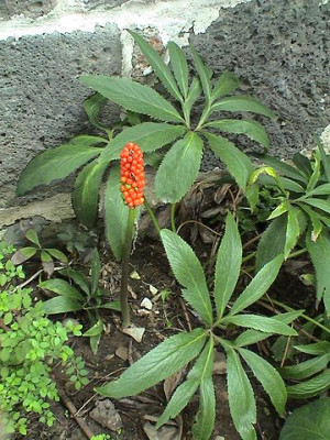 Arum_italicum.jpg