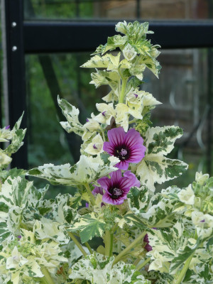 2021-06-11 Lavatera arborescens 'Variegata'.jpg