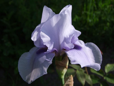 2021_0312MitteJuni0085.JPG