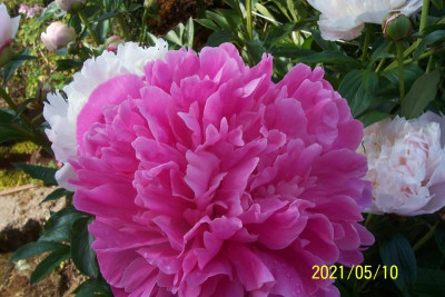100_8695 Edulis superba.jpg