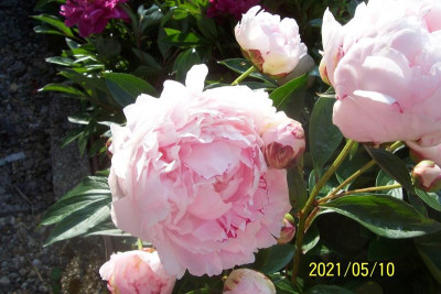 100_8696 rosa Paeonie.jpg