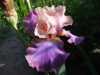 2021_0312MitteJuni0096.JPG