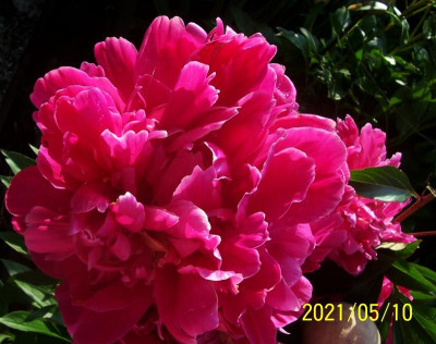 100_8697 rot gefüllte Paeonie.jpg