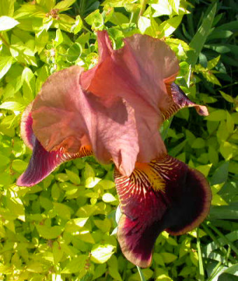 Iris_Louvois_2006.jpg