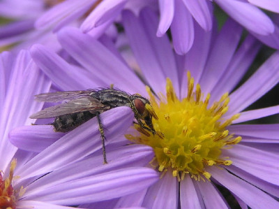 Aster-Sep-1.jpg