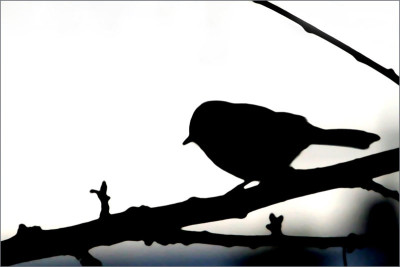Vogelschatten-3.jpg