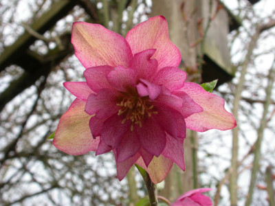 Helleborus_Rosa_Sternform.jpg