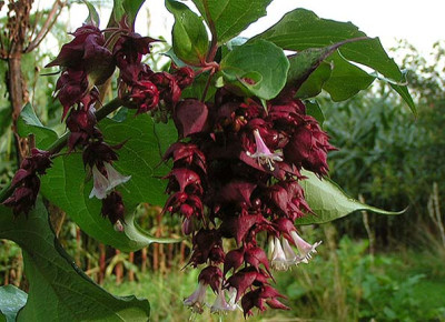 leycesteria_0904.jpg