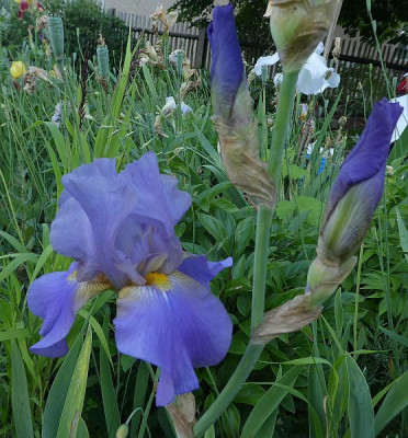 Blaue unbek Iris.jpg