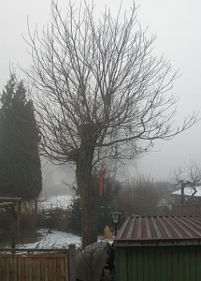 juglans_gekappt.jpg