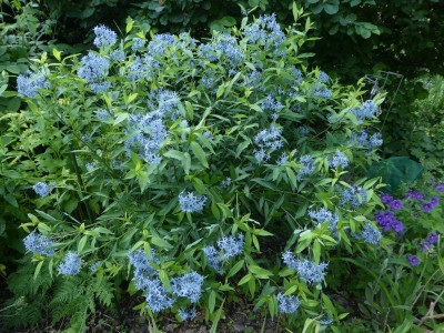 Amsonia tabernaemontana 210611.jpg