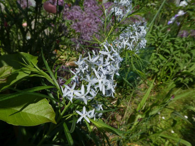 Amsonia England.jpg