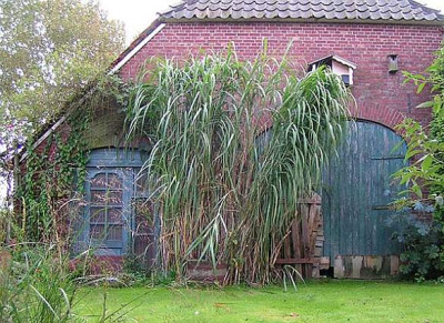 Miscanthus_negativus.jpg